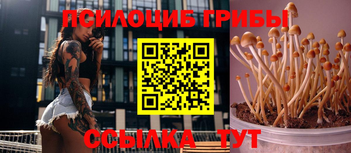 Галлюциногенные грибы Psilocybe Кузнецк